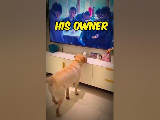 Adorable Pooch Goes Bonkers Over TV Show! 📺🐶