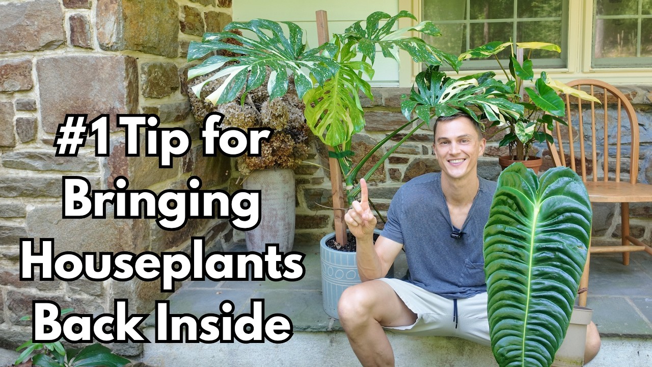 Video thumbnail for My BEST Tip for Bringing HOUSEPLANTS Inside Safely after Summer