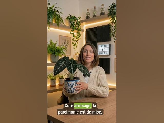 Video thumbnail for Comment prendre soin de l'Alocasia Black Velvet ? #alocasia #plante #jardin