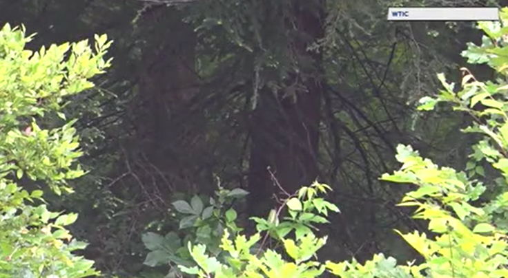 Video thumbnail for Did Bigfoot make an appearance in Connecticut?