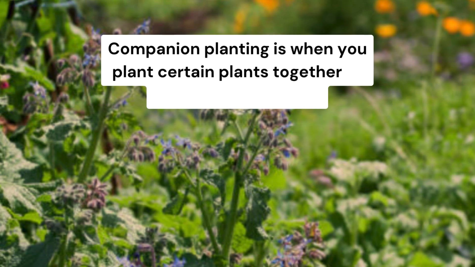 Video thumbnail for What flowers should I plant with my vegetables