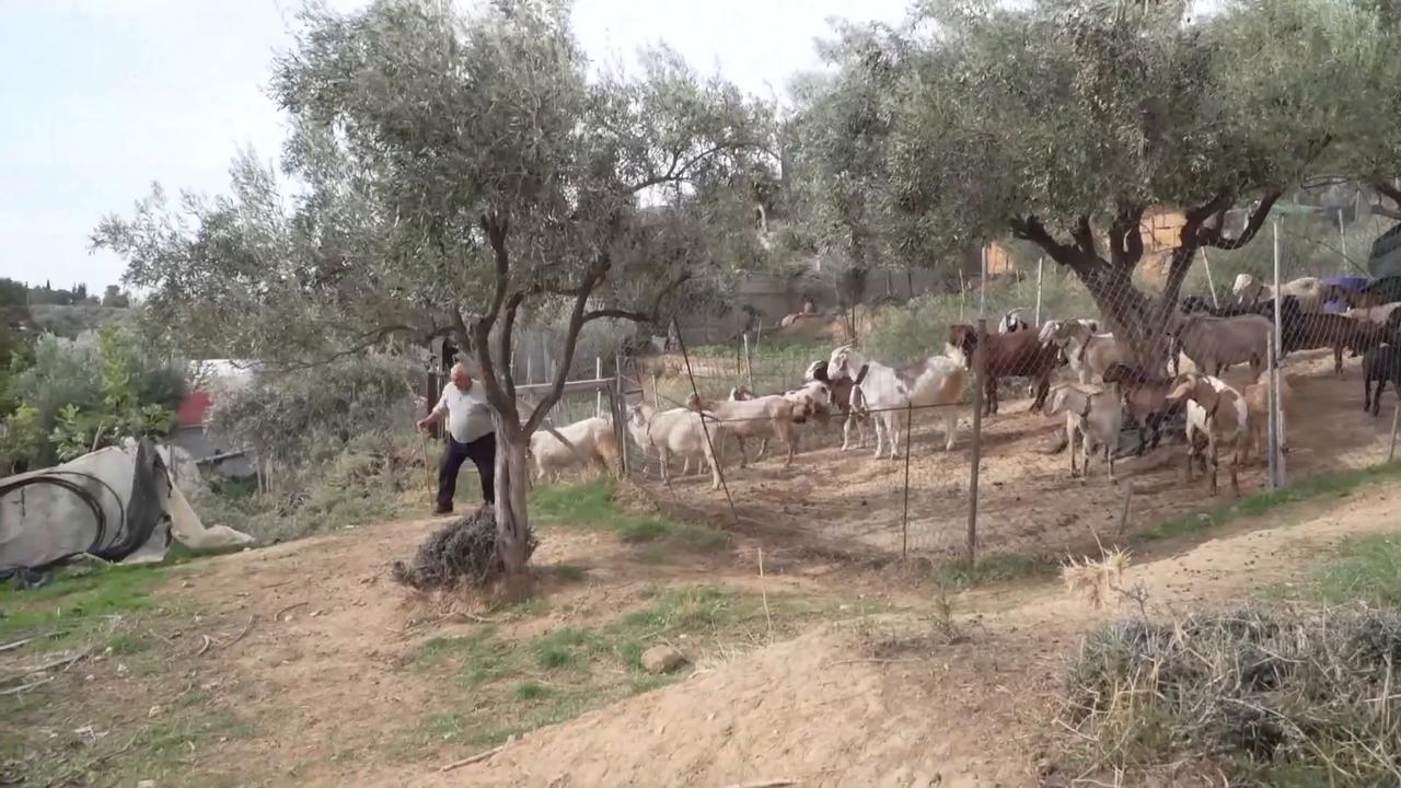 Video thumbnail for Greece: Over 500,000 livestock culled in Greece for epidemic control.