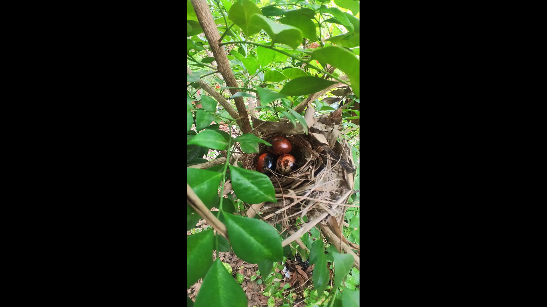 'Video thumbnail for Top Egg Bird #babybird #dove #dovebird #nestbird #shortbird #nestdove #birdeat #birdfeed'