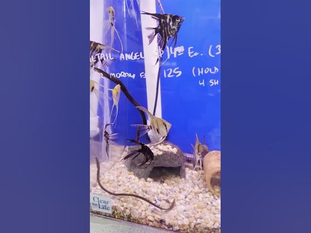 Video thumbnail for Reef Tropical Fish Tour (Anaheim, CA) in 3 Minutes #LFS #Quicktour #fishstore