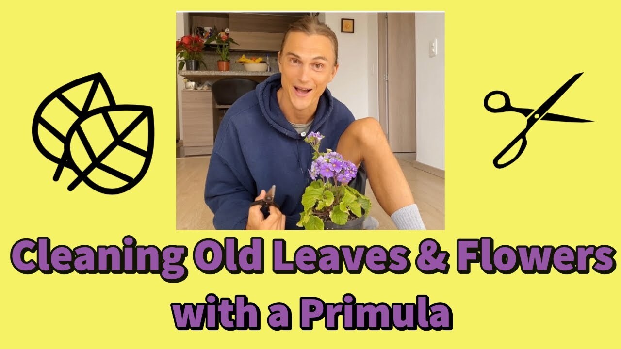 Video thumbnail for Tips for Cleaning Old Leaves & Flowers featuring a Primula