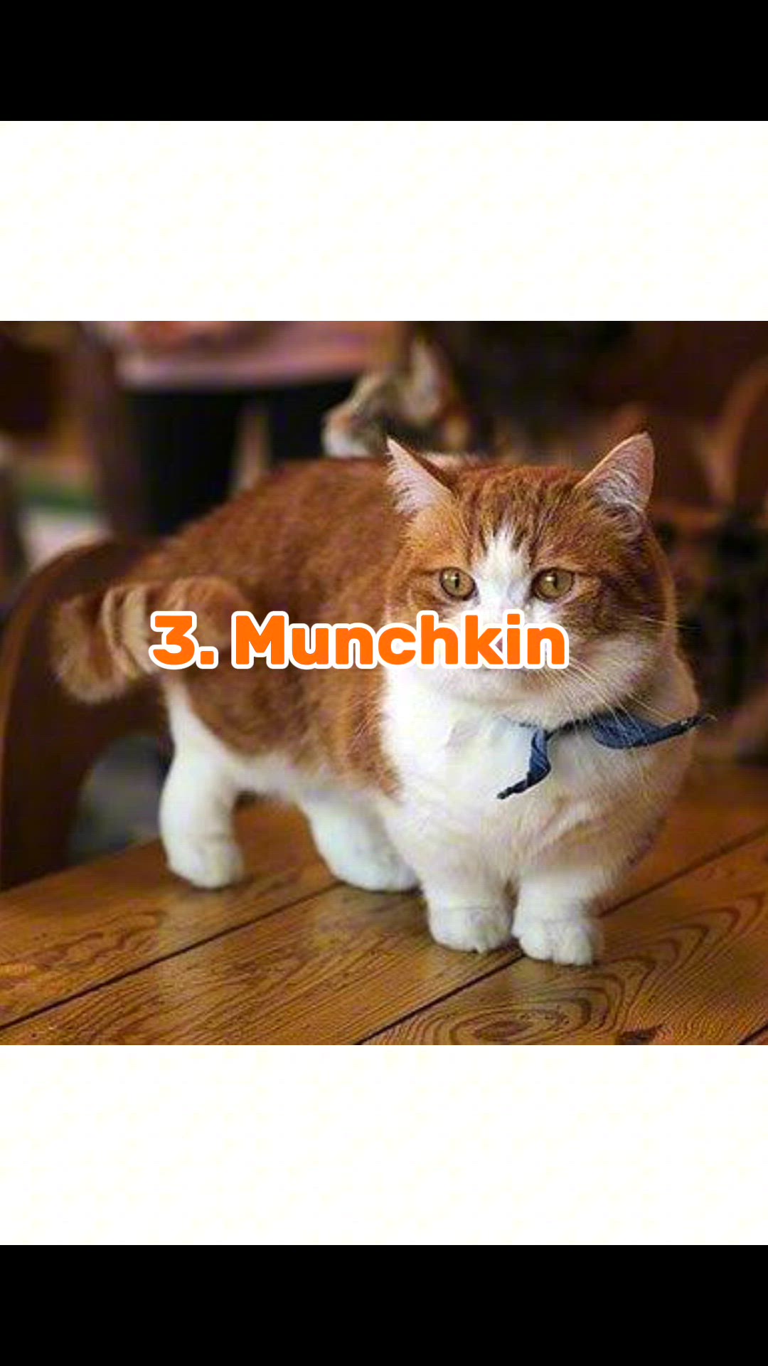 Video thumbnail for Top 11 Cat Breeds that Stays Small