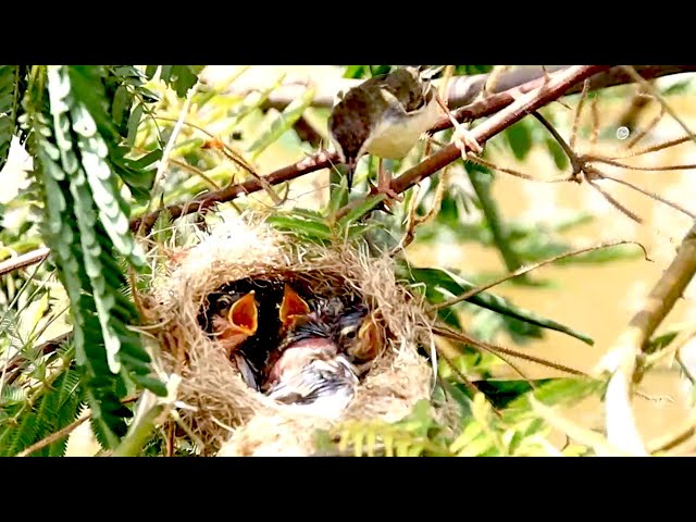 Video thumbnail for Mother's sparrow bird feed it food here
