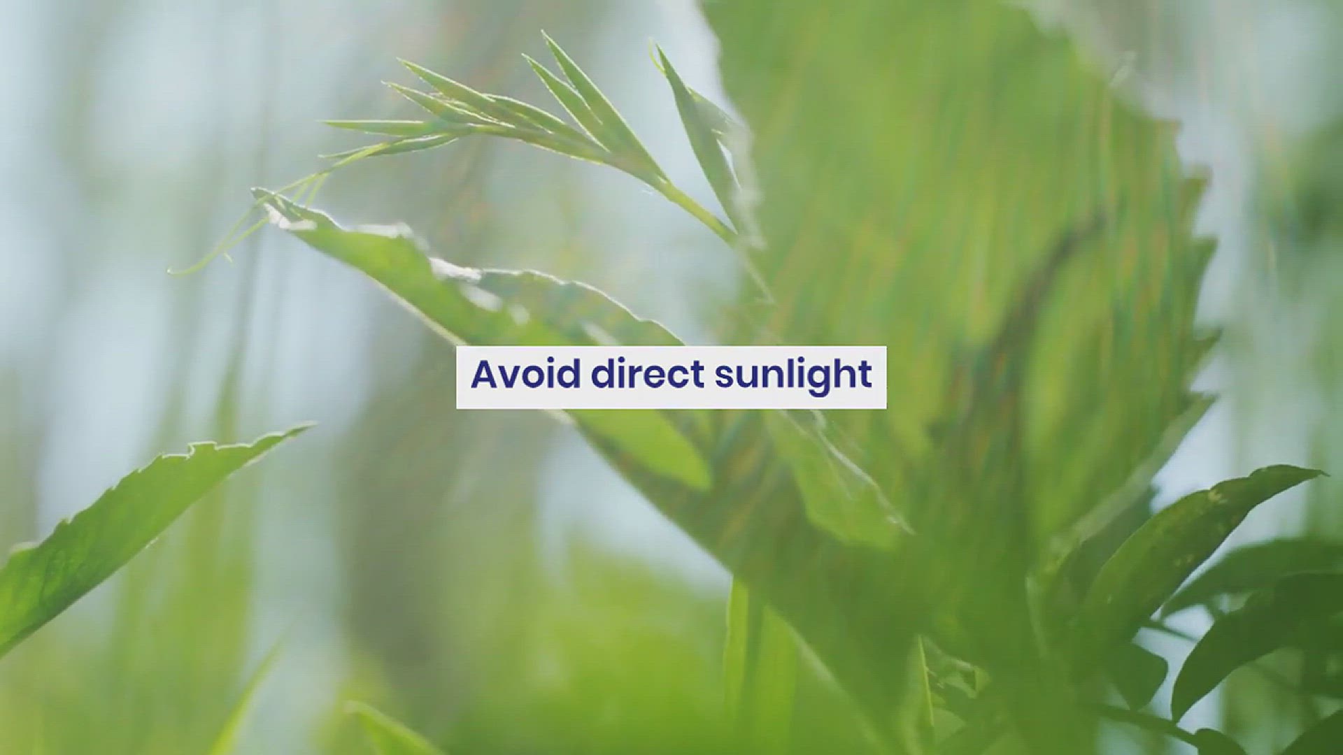 'Video thumbnail for How to Grow a Dragon Tree in the House'