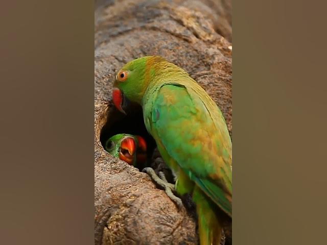 Video thumbnail for birds 🐦 #trending #viral #viralsorts #shortfeed #tiktok #sorts #money