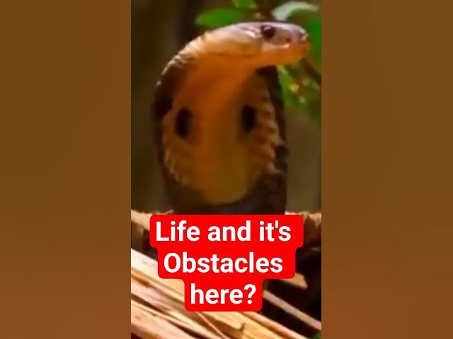 Video thumbnail for 26 October 2025