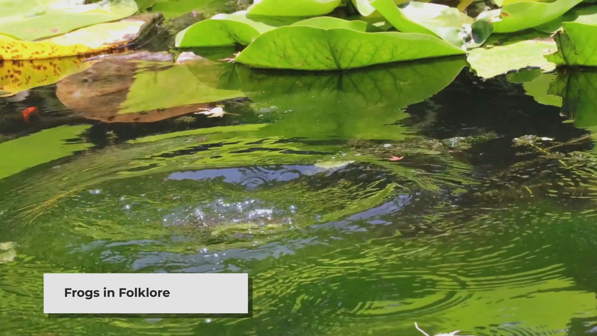 Video thumbnail for Frogs in Folklore: Unveiling the Legends and Myths