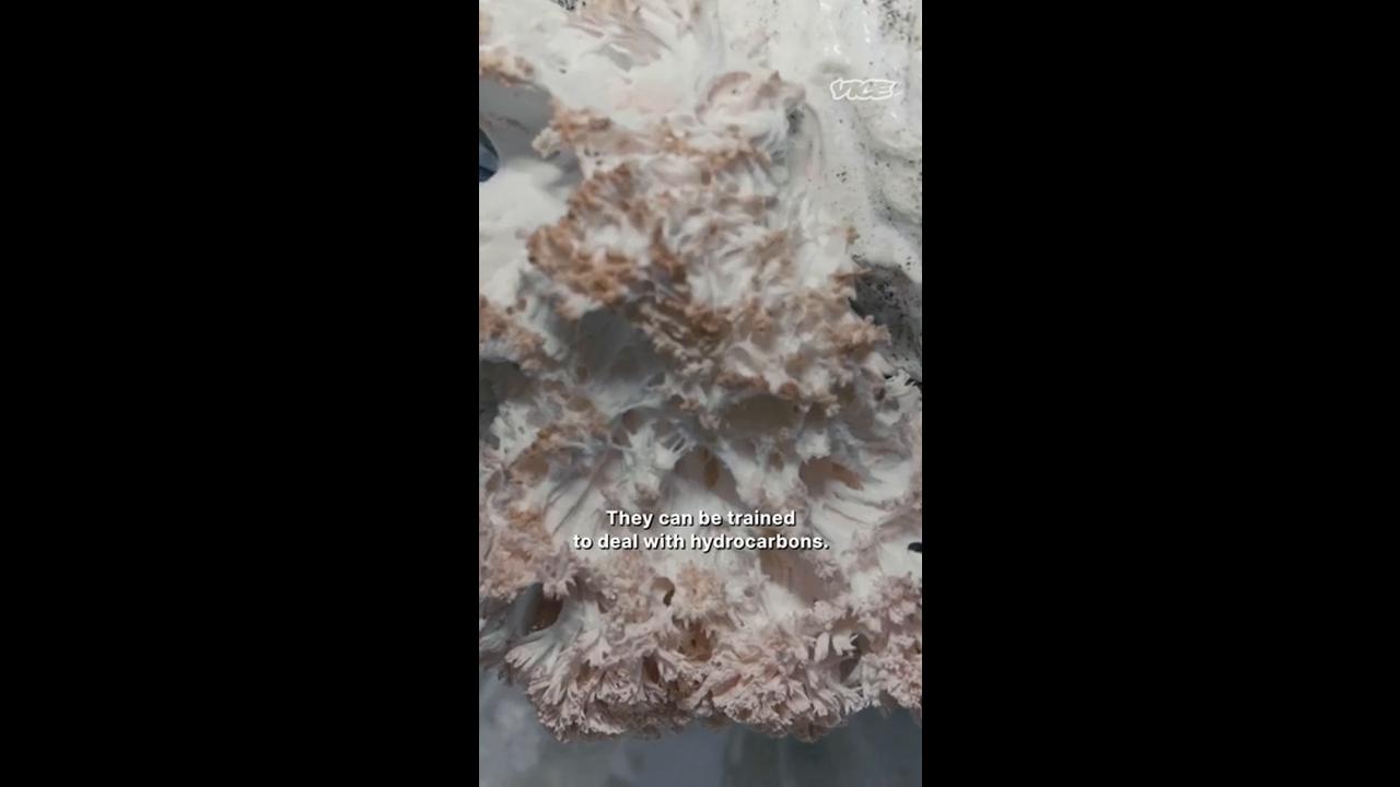 Video thumbnail for I’ve Dedicated My Life to Mushrooms