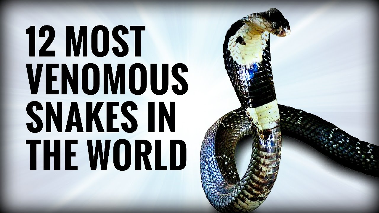 'Video thumbnail for Top 12 Venomous Snakes | Venomous Snakes Collection | 12 Most Venomous Snakes'