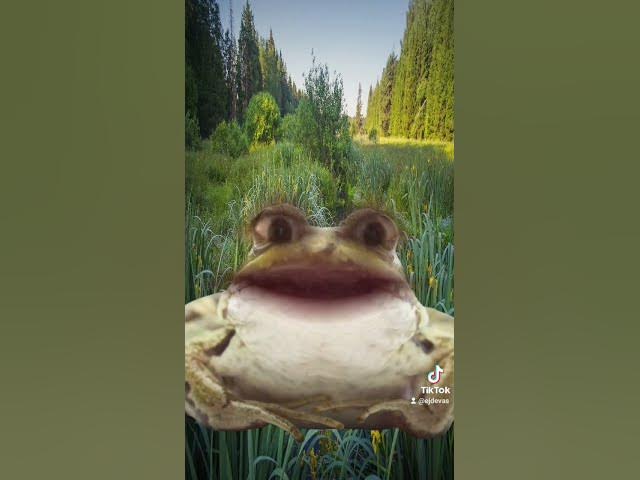 Video thumbnail for a frog talking in setswana. #shorts #frog #setswana