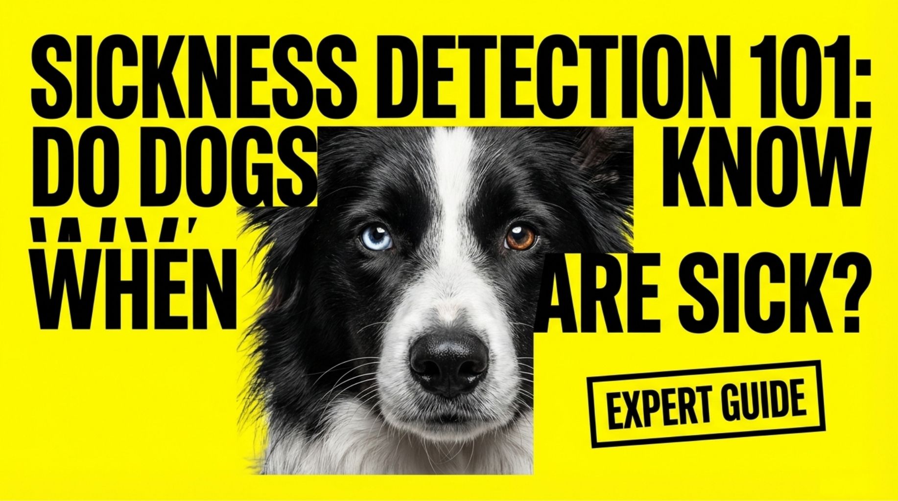 Do Dogs Know When You Are Sick?