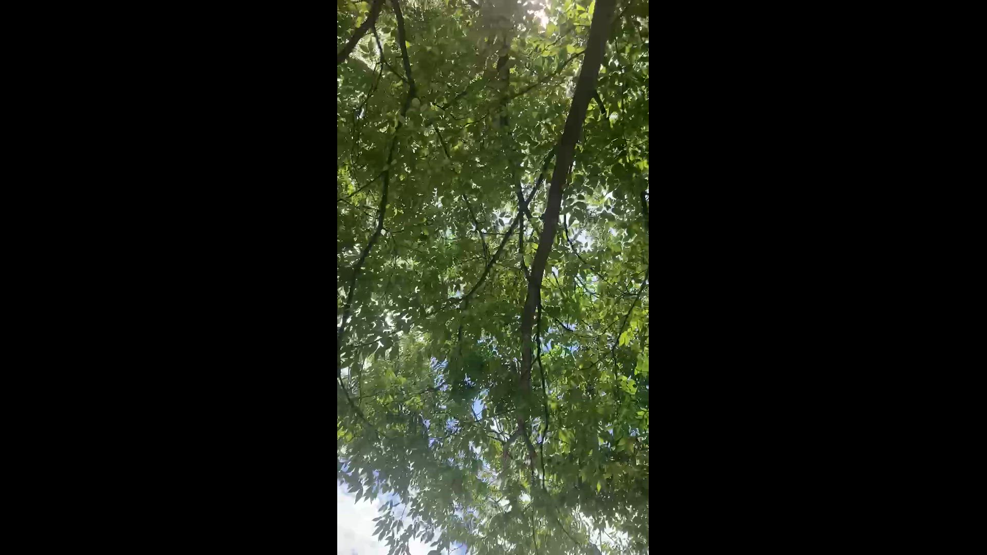 Video thumbnail for Das Singen der Zirkaden