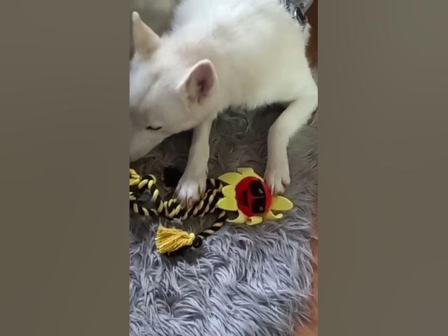 Video thumbnail for 24 December 2025