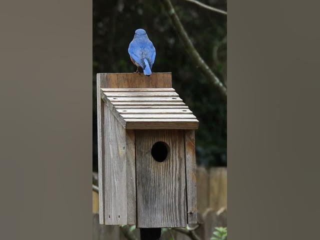 Video thumbnail for Castle Guardians #birds #wildlife #birdwatching