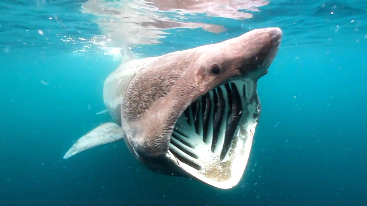Video thumbnail for Basking sharks aren't entirely cold-blooded, marine biologists say