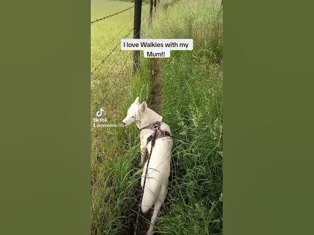 Video thumbnail for Toastie Ghostie.....loving my walks with my mum