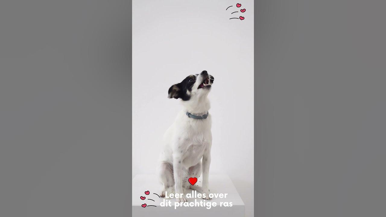 Video thumbnail for Leer alles over je favoriete huisdieren