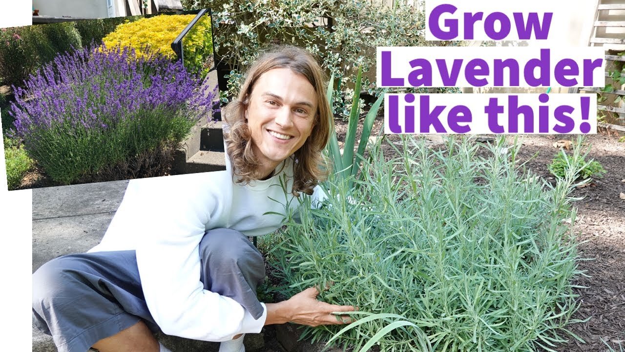 Video thumbnail for How to Grow Bushy Lavender Covered in Flowers