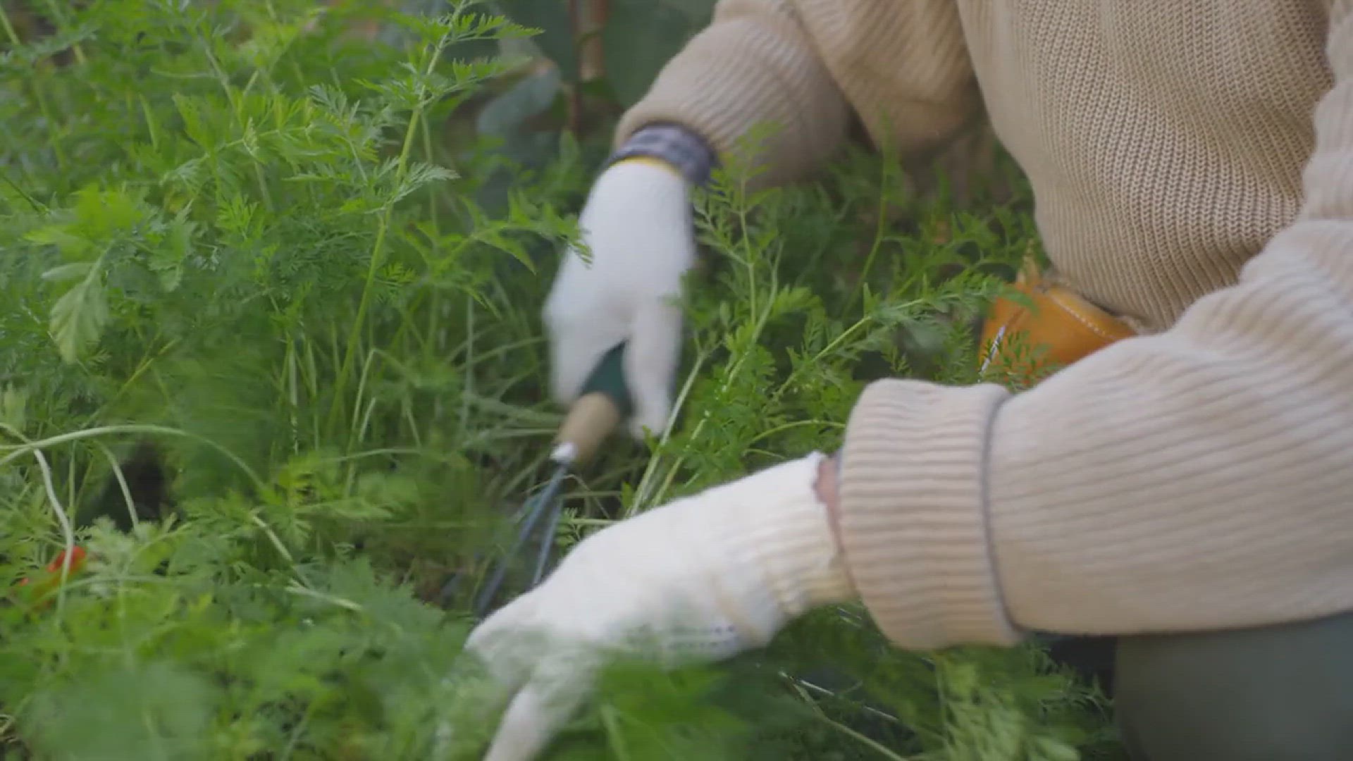 'Video thumbnail for How to Grow a Germ-Fighting Herb Garden'