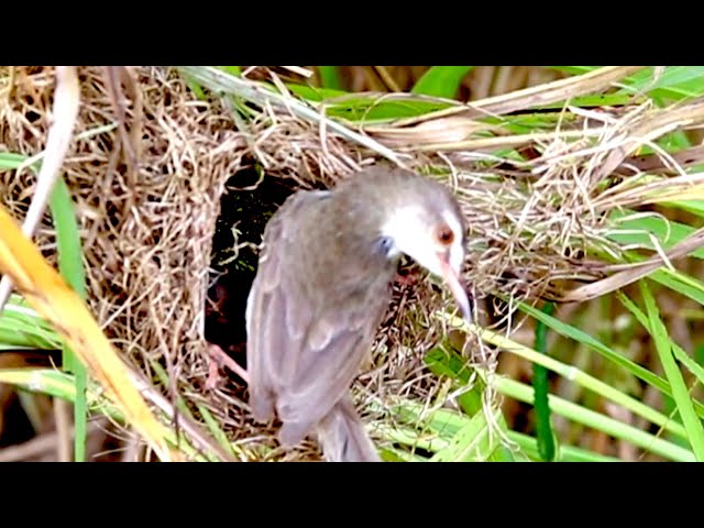 Video thumbnail for Wow Baby Cuckoo birds to cries eat food on nest alot