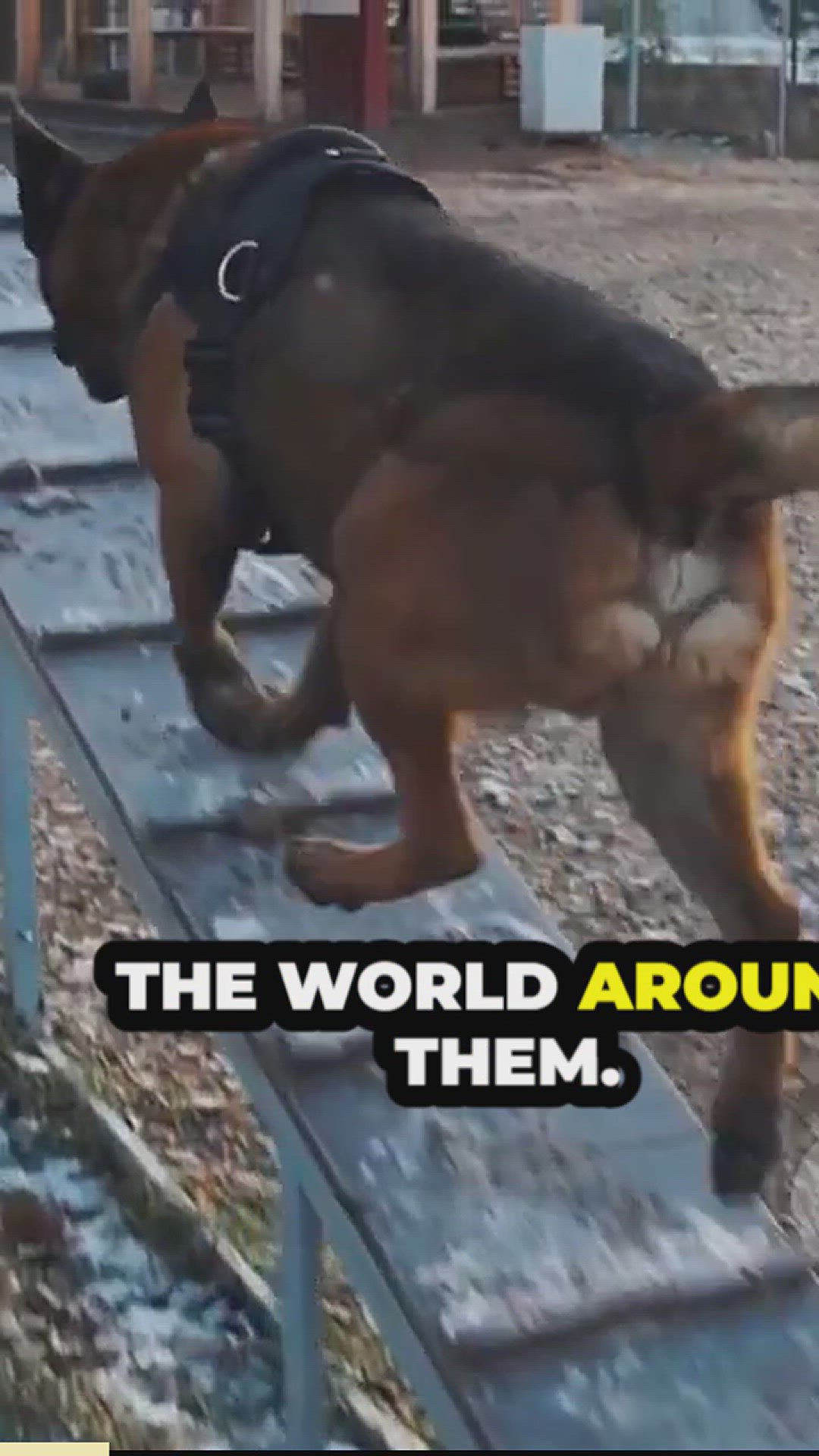 'Video thumbnail for are german shepherds create a bond between yo and GSD'