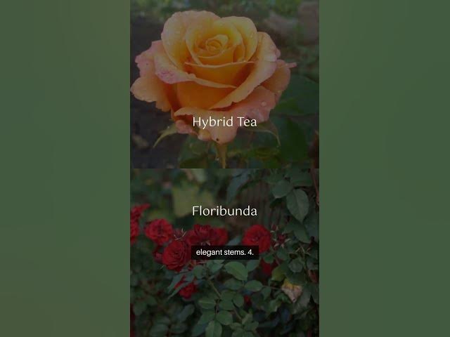 Video thumbnail for Types of ROSES #floralmagic #RoseLovers #FlowerGarden #GardenGoals #NatureLovers #GreenThumb