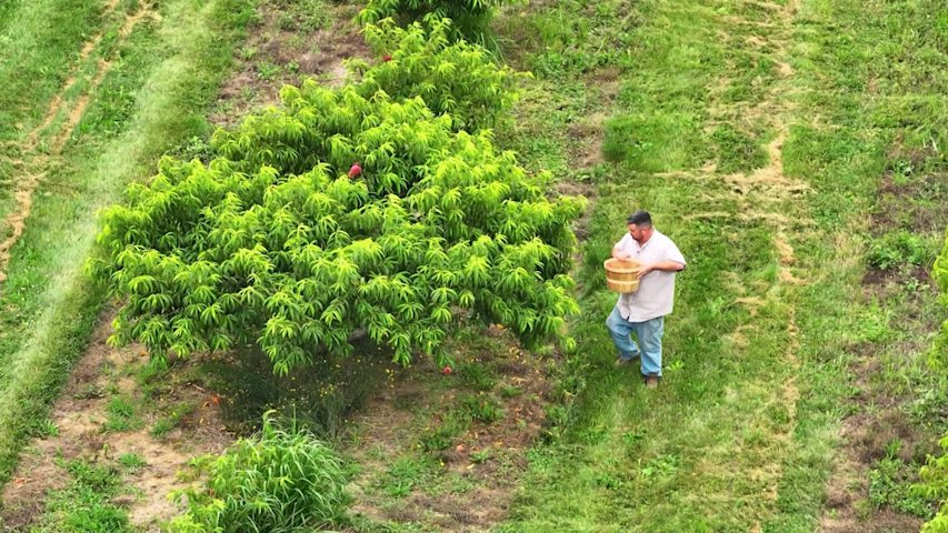 Video thumbnail for Grab a basket and pick your own peaches at Lewin Farms