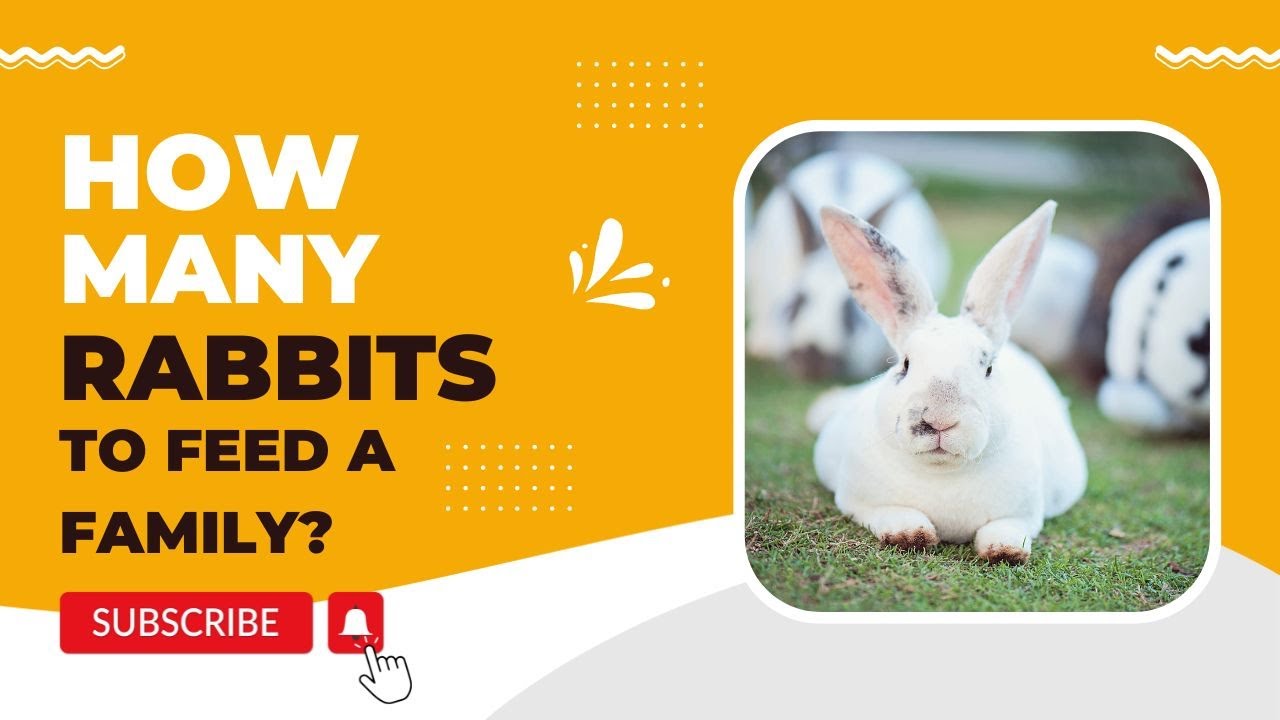 Video thumbnail for How Many Rabbits to Feed a Family?
