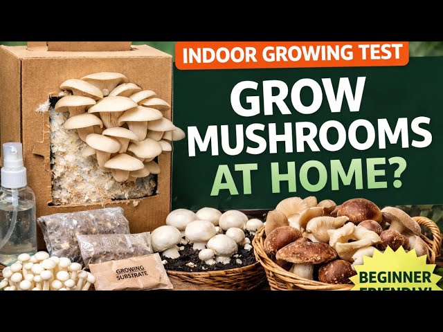 Video thumbnail for How to Grow Mushrooms Indoors (Beginner Guide)