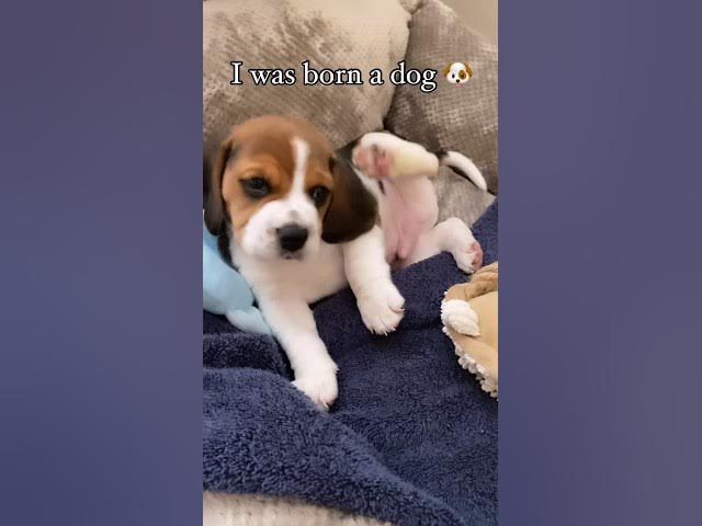 'Video thumbnail for #dog #puppy #beagleworld #beagle #beagledog #pets #beaglepup #cute #beaglepuppy #beagleboy #puppyfun'