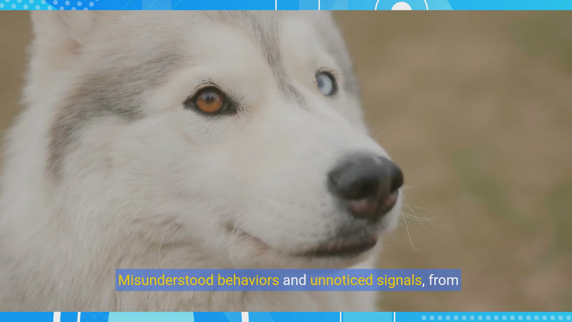 'Video thumbnail for Speak Dog: Mastering Canine Body Language for Better Bonding'