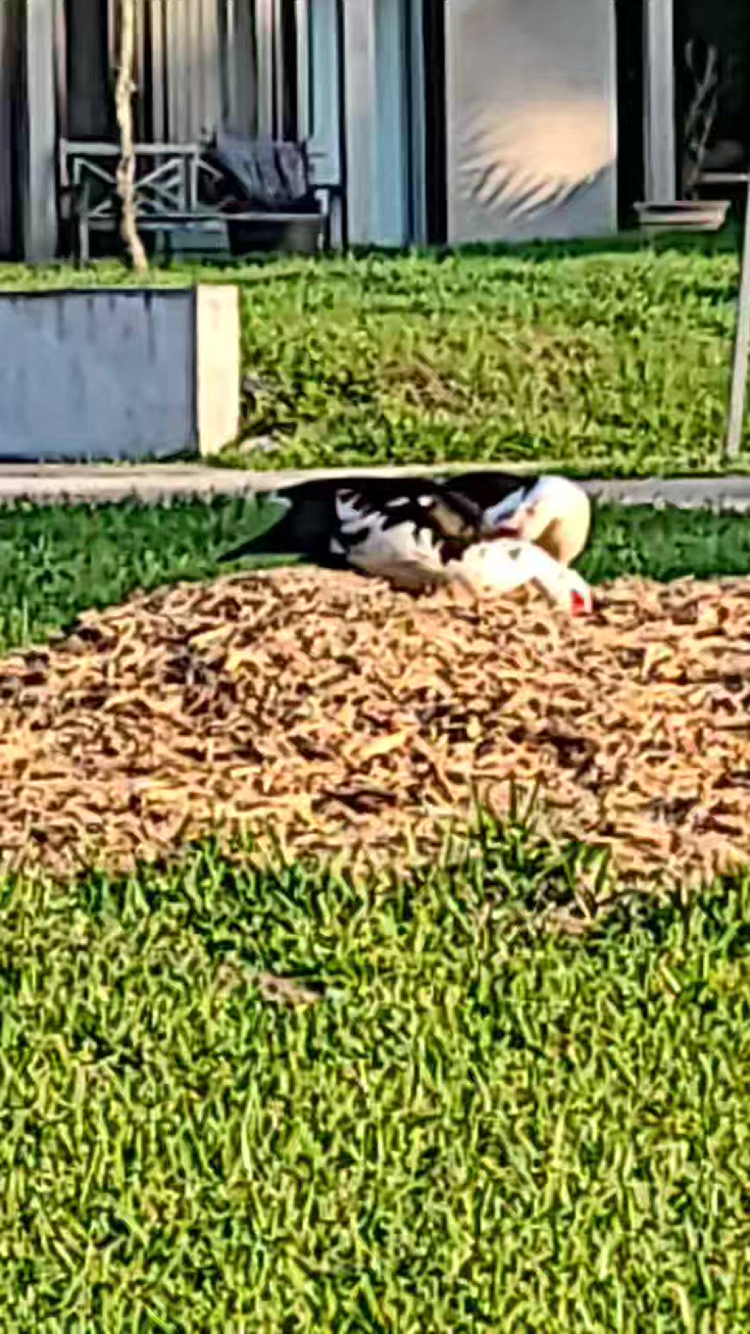 Video thumbnail for Ducks Geese and Birds