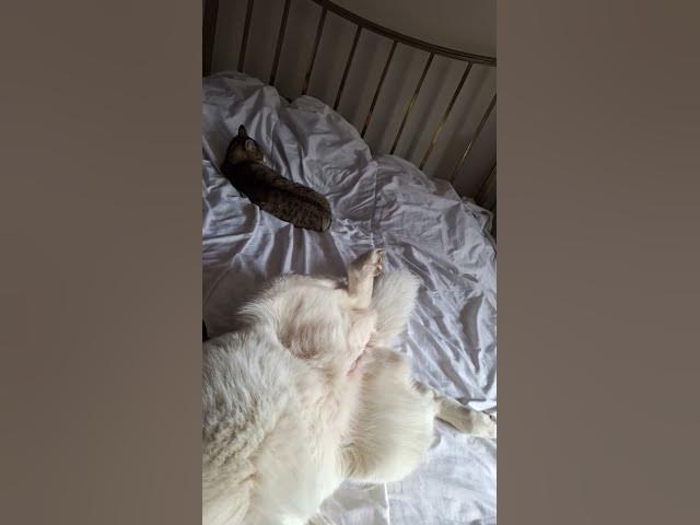 Video thumbnail for Tiggs hate sharing, but Ghost dont care..