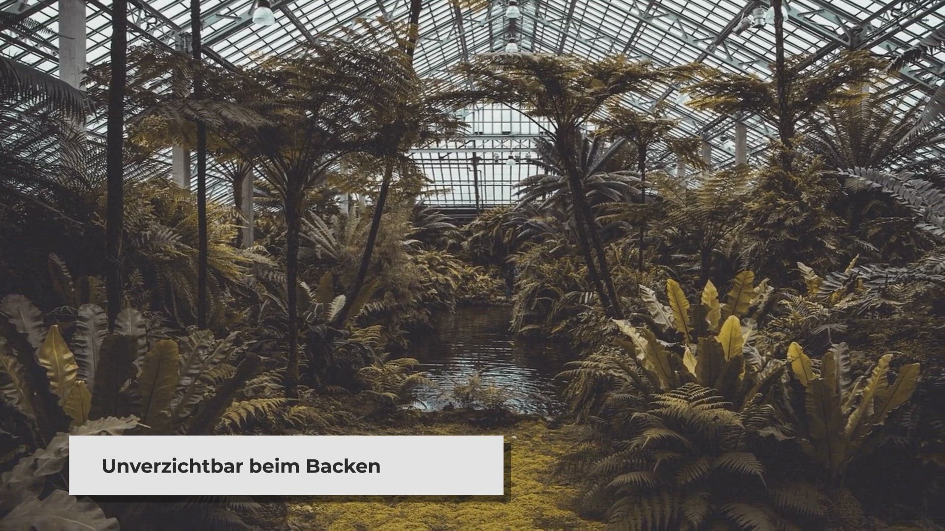 Video thumbnail for Vanille im Gewächshaus pflanzen