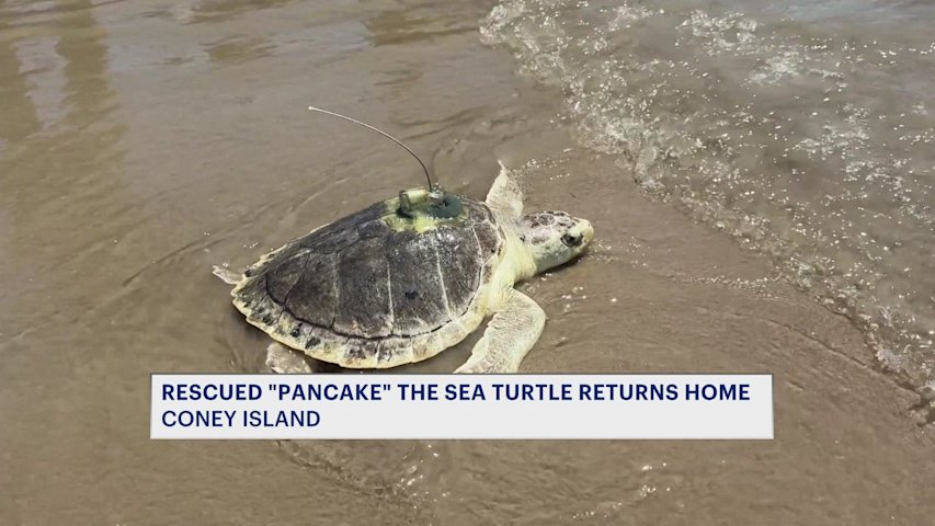 Video thumbnail for Endangered sea turtle ‘Pancake’ returns to the Atlantic after months of rehabilitation