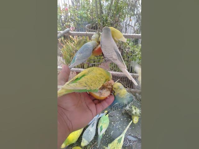 Video thumbnail for 🛍️日本で売れてるインコグッズ🐦✨ #おすすめ 🛍️