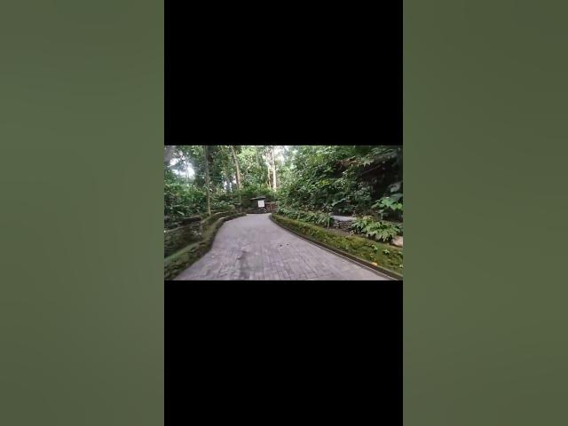Video thumbnail for 🍃 Along the Forest Walkway — Tropical Greenery & Monkey Paths, Ubud