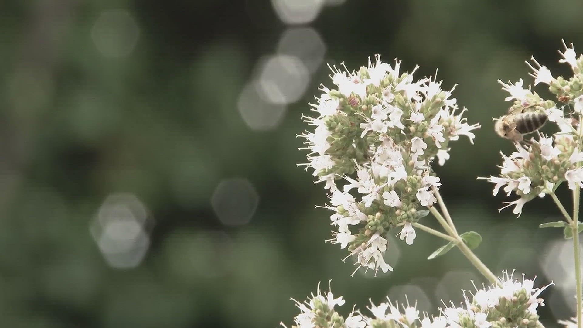 'Video thumbnail for Best Flowers for Bees'