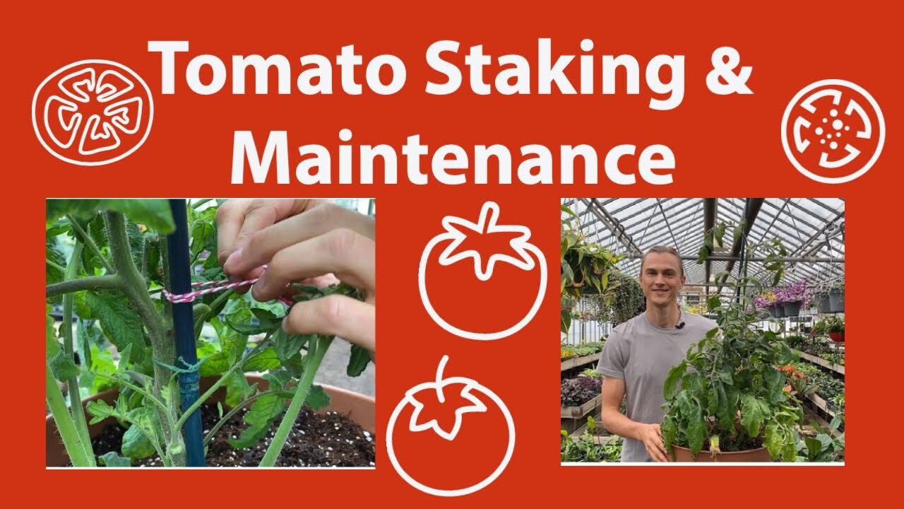 Video thumbnail for Tomato Staking & Maintenance, Part 2 #tomatoes #homegrown