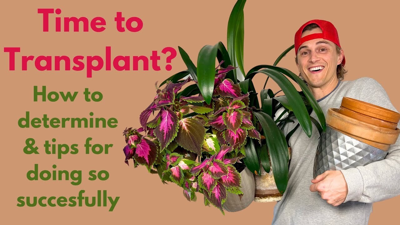 Video thumbnail for Should I Transplant my Houseplant - How to Determine & Tips for Doing so Correctly