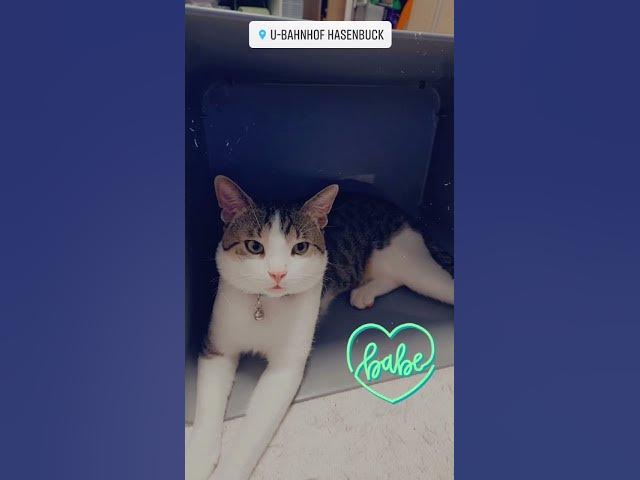 Video thumbnail for #amazing #iu #lifehacks #viral #love #quotes #reels #comedy #india #like