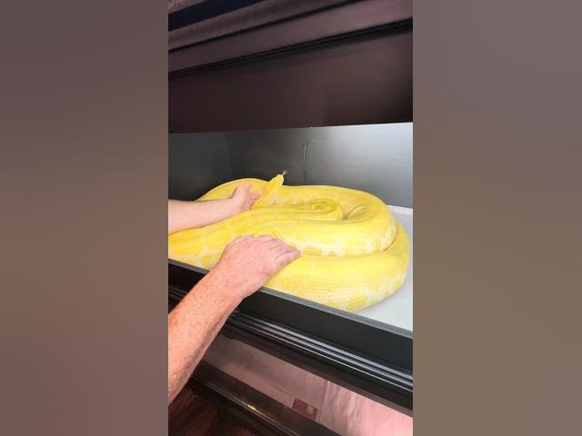 Video thumbnail for Breeding Piebald Burmese Pythons