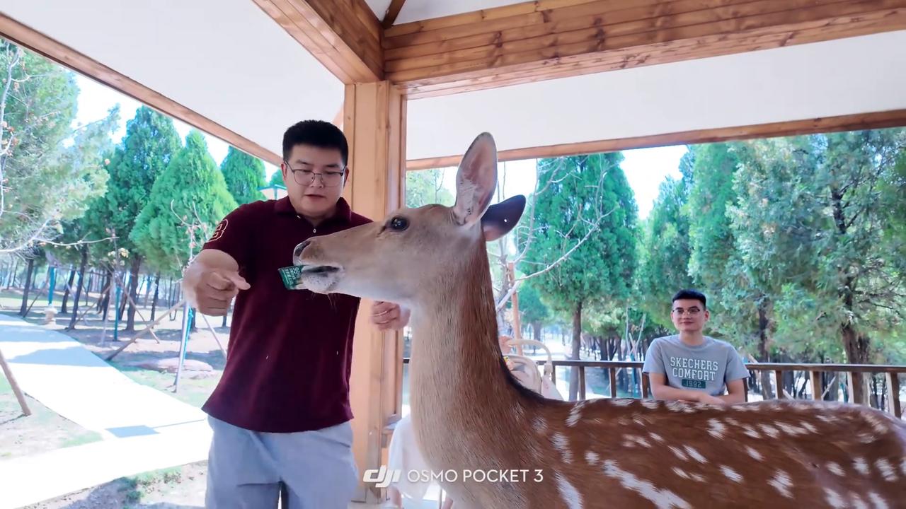 Video thumbnail for China: Deer in China gets its snack and immediately turns on the man feeding it.