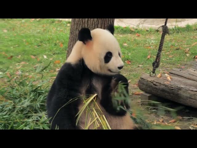 Video thumbnail for World_s_Oldest_Panda_Mom