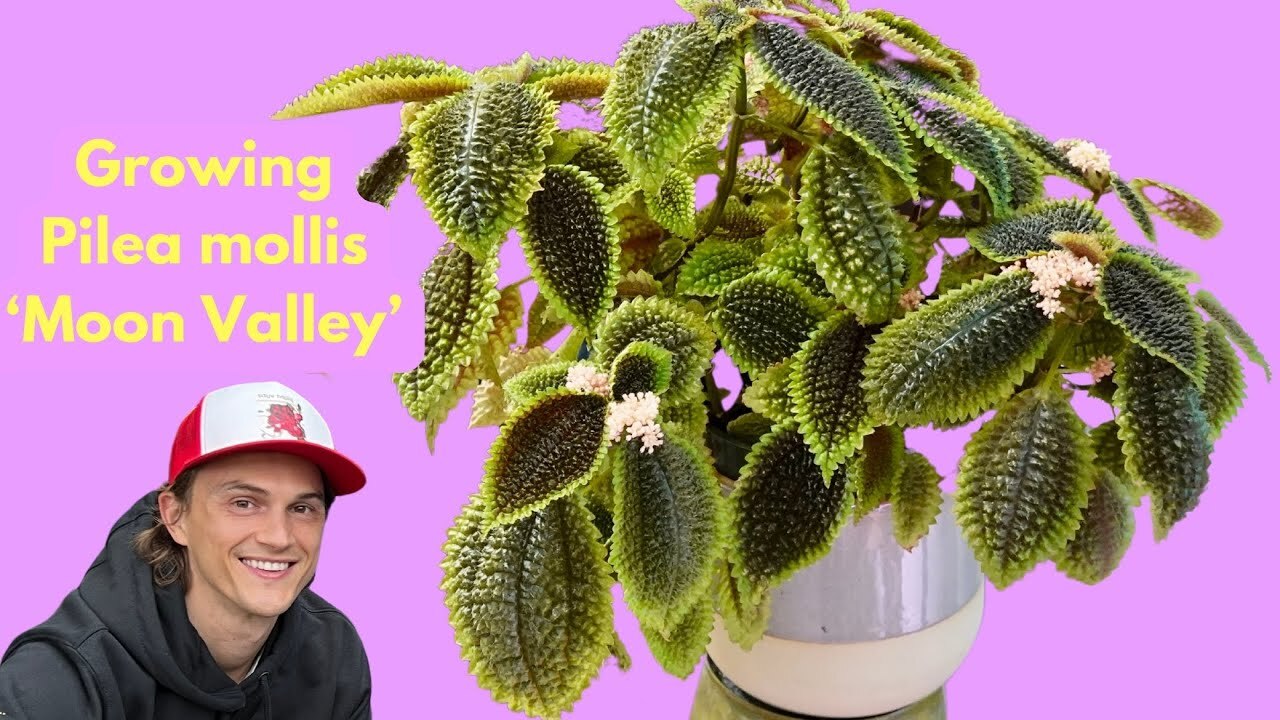 Video thumbnail for Pilea mollis 'Moon Valley' Houseplant - Complete Tutorial How to Grow Indoors
