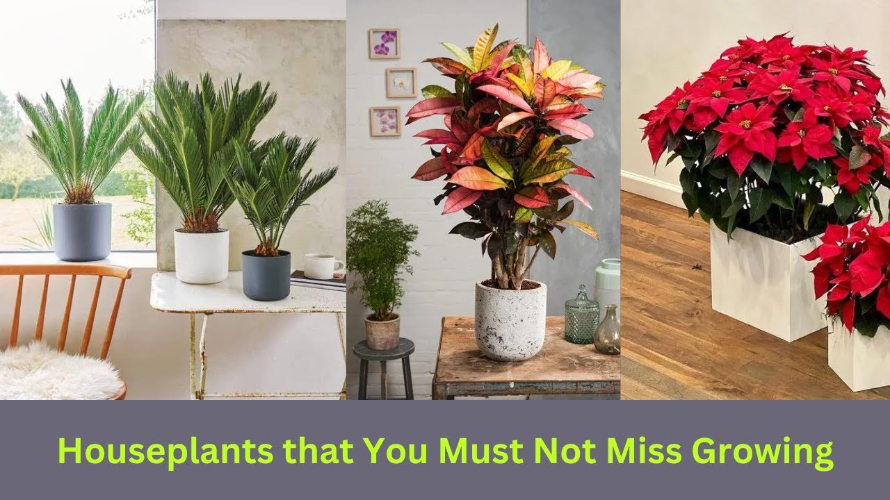 Video thumbnail for Seasonal Houseplants that You Must Not Miss Growing || #indoorplants